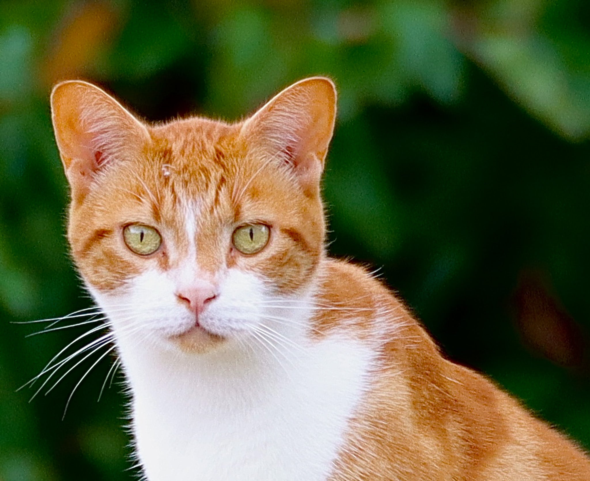 CATS