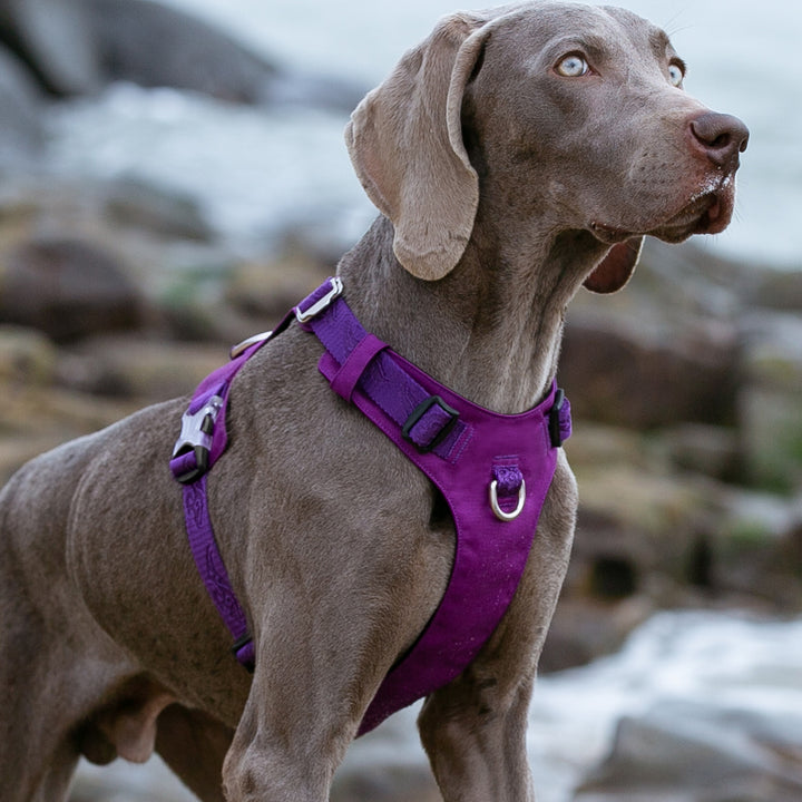 Lightweight Harness