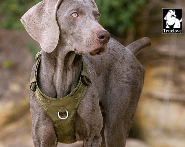 Lightweight Harness