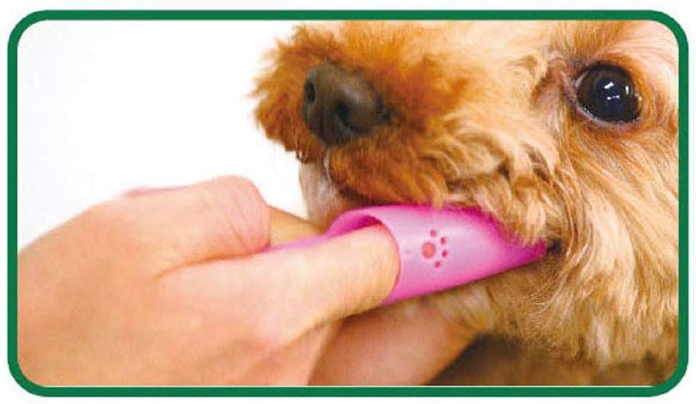 [6-PACK] Lion Japan Tooth Brush For Pets (Type Big/Small) Big